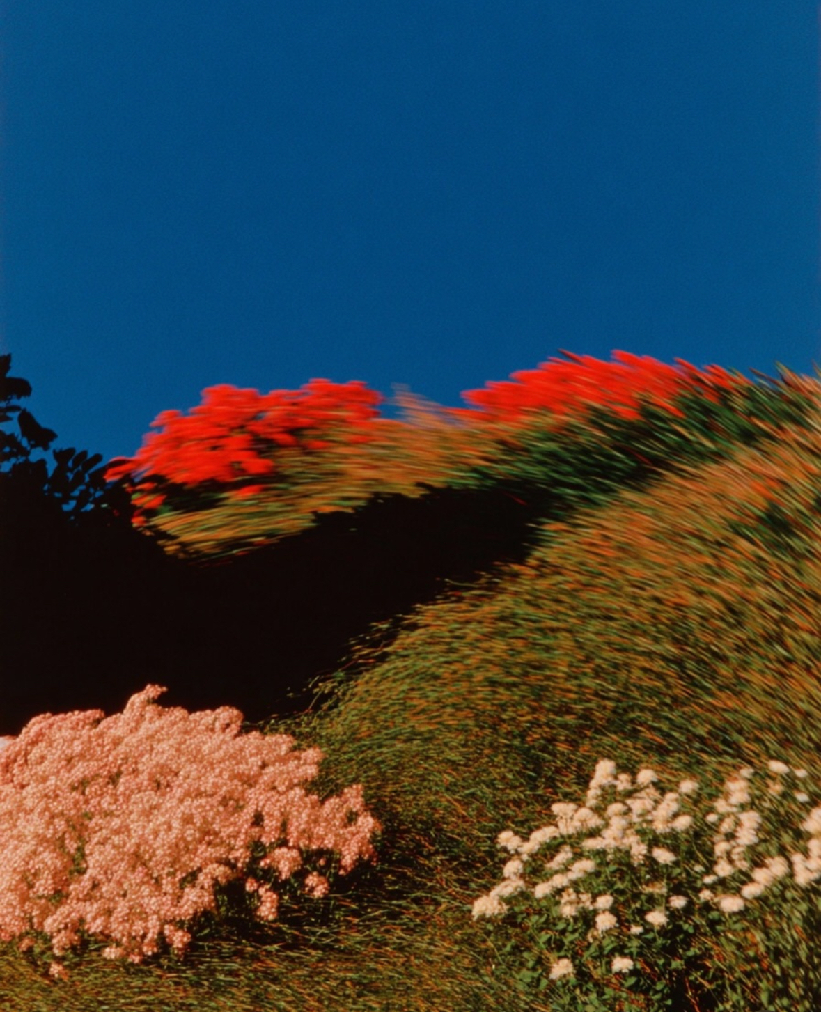 Flores y vegetación